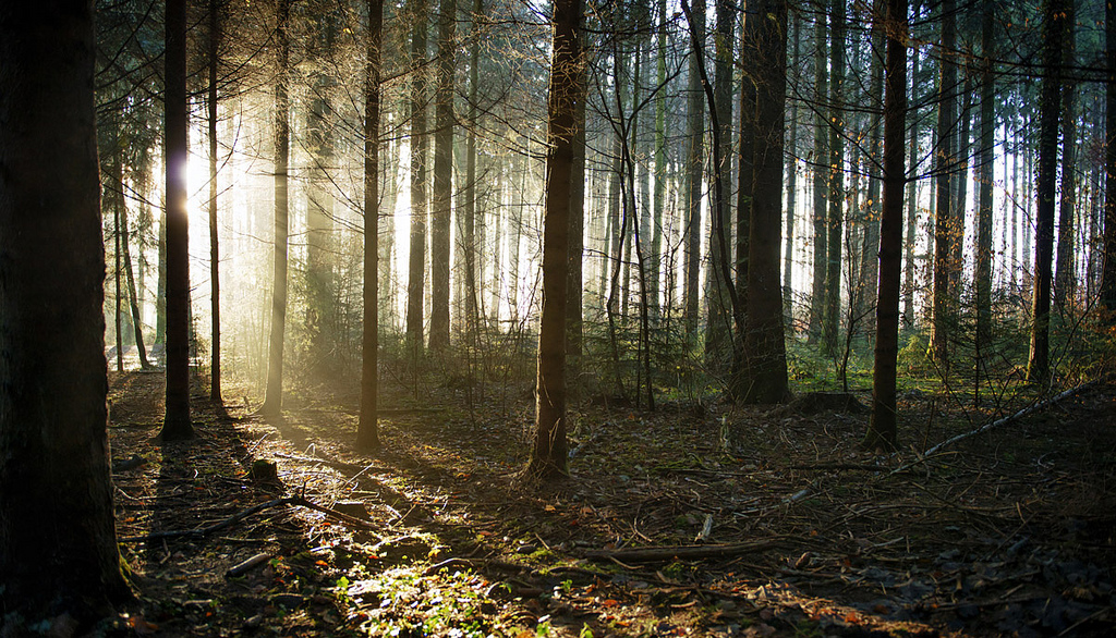 Morning Forest